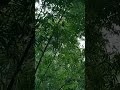 Bamboo Forest ASMR 🌿 Relaxing Nature Sounds with Wind & Birds (No Music) | Relax & Sleep Ambience
