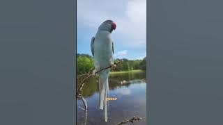 Rifa de una Lorita o $500 en efectivo!