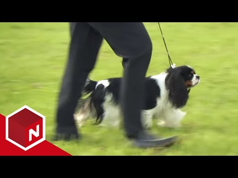 Video: Legging Av Hunden Etterfulgt Av Beckoning (IPO)