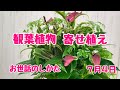 アンスリウム観葉植物おせわのしかた