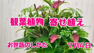 アンスリウム観葉植物おせわのしかた