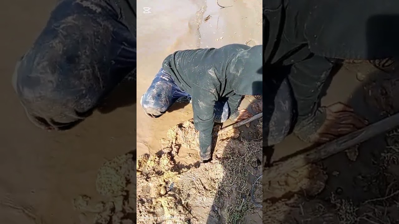 ພາກັນລົງແຄມຂອງເດິມື້ນີ້ຂຸດກະປູຫິນປູມີແຕ່ໂຕໄຂ່ເດ