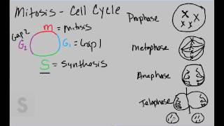 Saylor.org BIO305: Lynn Carpenter's "Mitosis"