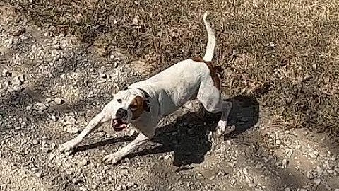 Pit Bull & Wolf Hybrid Dogs Attack Amputee Cyclist Aaron Smith near Gainesville, TX in Cooke County