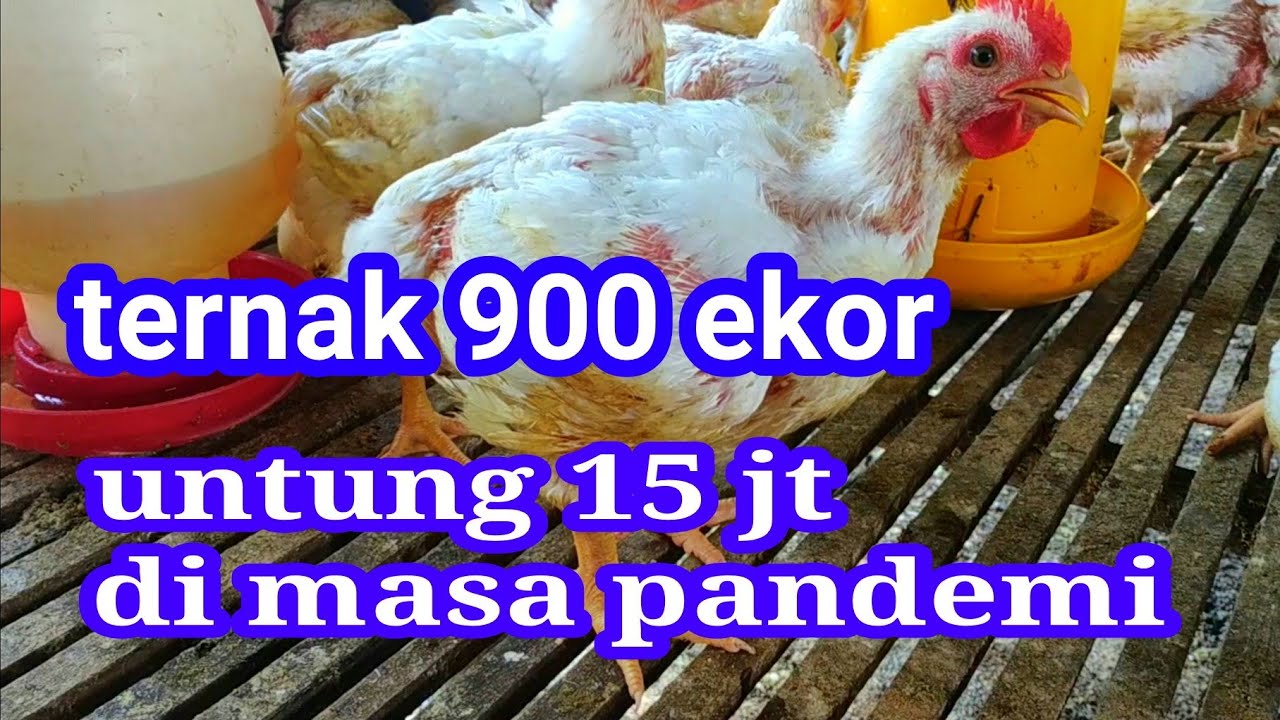 ternak ayam potong 900 ekor untung 15 juta 