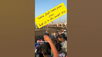 إلى جات فيك حتا واحد ميعقل عليك وخا تقطع لحمك لى قبلو 