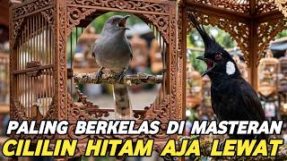 EDAN SEKALI NYEMBUR SEKENCENG INI | MASTERAN  KELAS  PEMULA  KUALITAS BINTANG LIMA CILILIN LEWAT