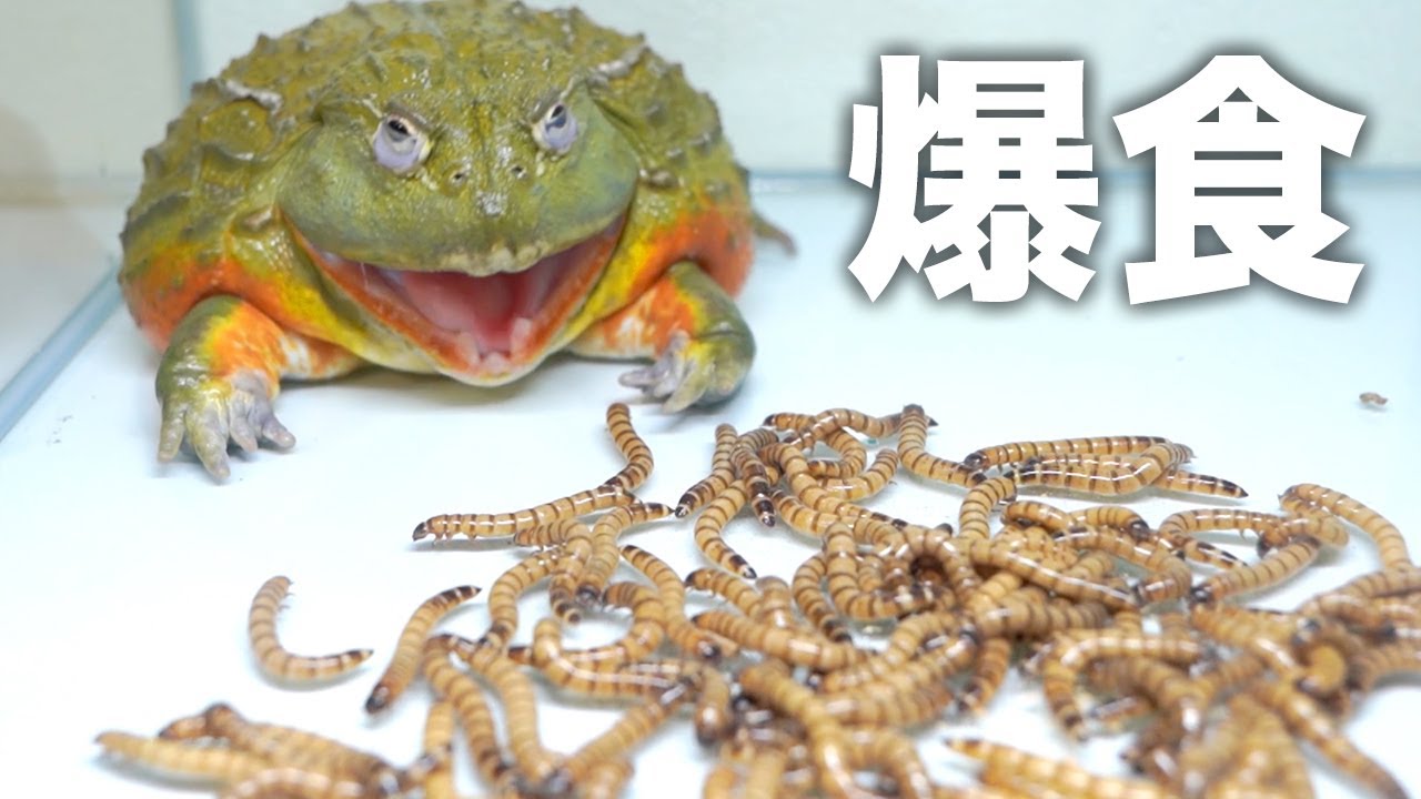 A Giant Afrifan Bullflog Vs 0 Mealworms Youtube