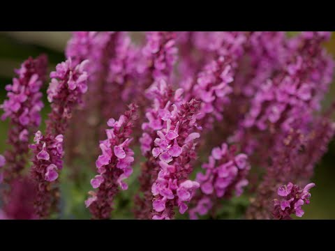 Top Heat-Loving Plants & Tips to Beat Summer Heat in Your Garden ☀️🌿