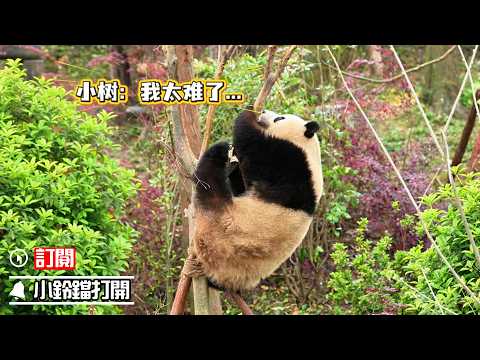 《熊貓早晚安》小樹：我承受了這個年紀不該有的壓力 | iPanda熊貓頻道