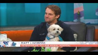 Ask the Expert: Spring and Summer Pet Care Tips