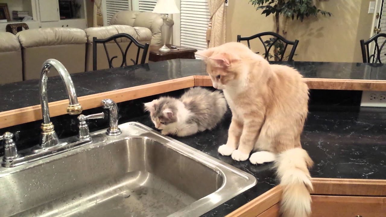 Kitties curious about dripping water YouTube