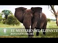 El Misterio Del Elefante | Juan Corazon | Morena Vision [ Reflexiones]