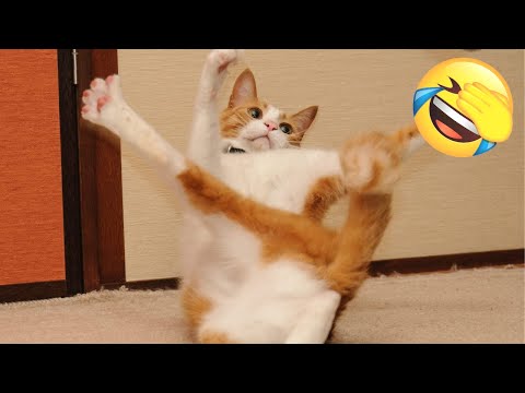 Funniest Animal Videos in 2022 - Funniest Cats and Dogs Videos Ever #17