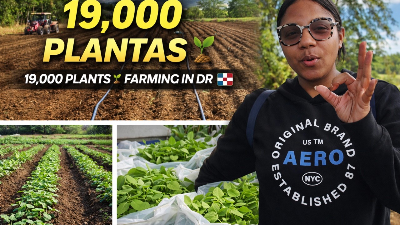 🇩🇴 Начинаем нашу ферму в Доминиканской Республике | Прибыло 19 000 растений