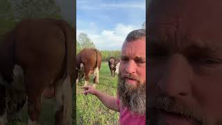 Lets Get The Ticks Off Rufus