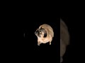 perrito bailando 🗣🔥