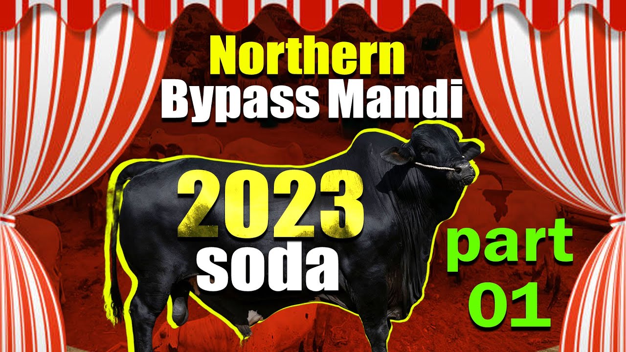 karachi maweshi mandi Kye janwar ka Live soda 2023 Part 01 | Cow mandi Latest Rate