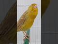 Chant Canaries Singing Canaris تغريد الكناري Chant Canaries Singing Canaris تغريد الكناري