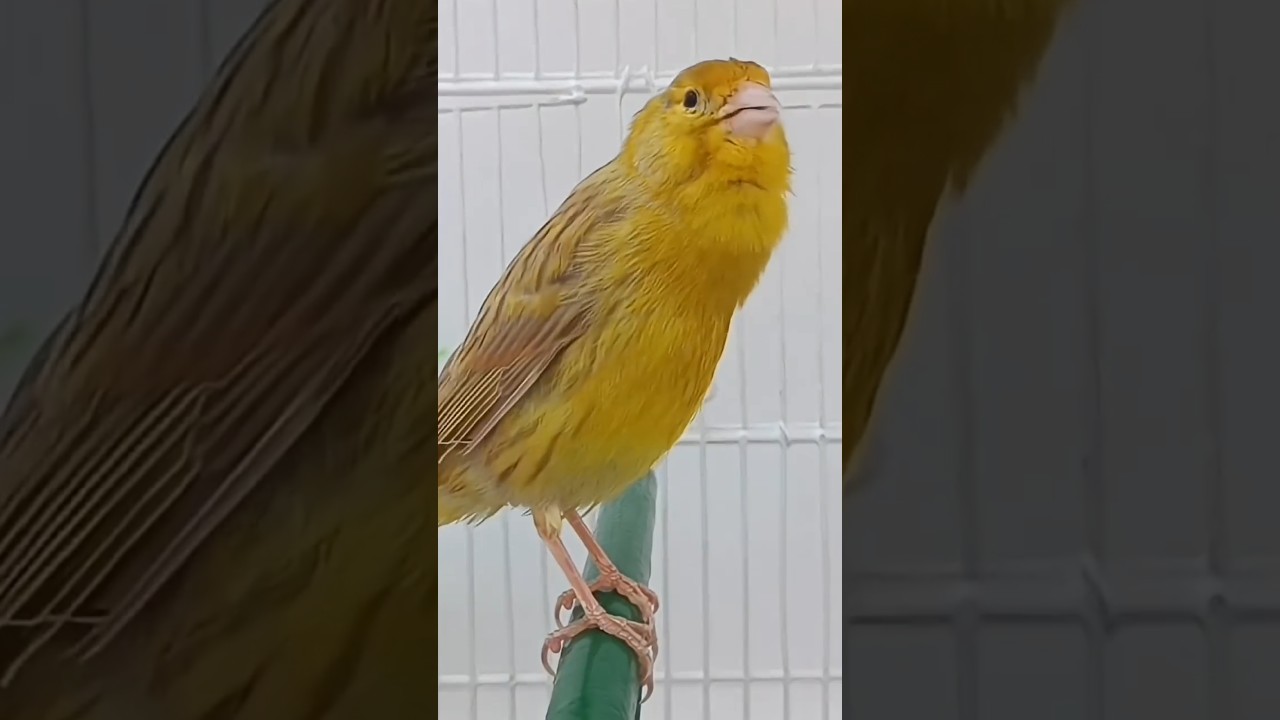 chant canaries singing canaris تغريد الكناري