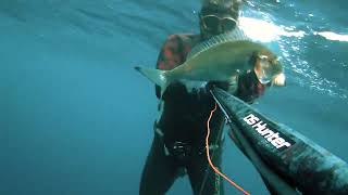 Invert Zıpkınla Trofe Iri Çipura Irsof Avı Video Spearfishing Trophy Big White Seabream Fish Hunt
