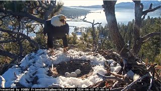 JACKIE LEAVES EGGS ALONE 1 HOUR 40 MINUTES! RAVENS CAWING BRINGS HER BACK TO NEST! FOBBV CAM 4.3.24