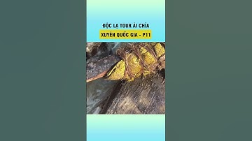 Phần 11: Bánh mật mía - Tour du lịch ải chỉa xuyên quốc gia - Ấn Độ #shorts
