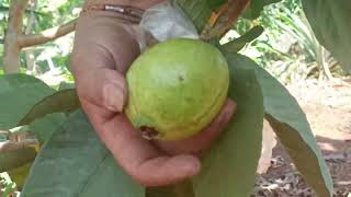 Part1// Wonderful Farmer Having Pick Guava Fruit / The Guava very so Big Big .