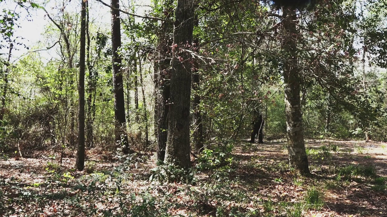 Found Footage Bigfoot  growls