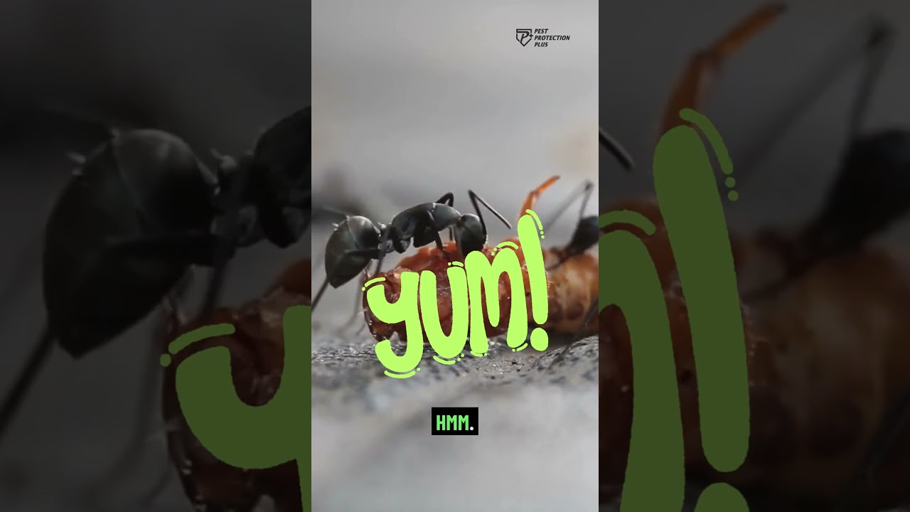 Did You Know This About Ants?