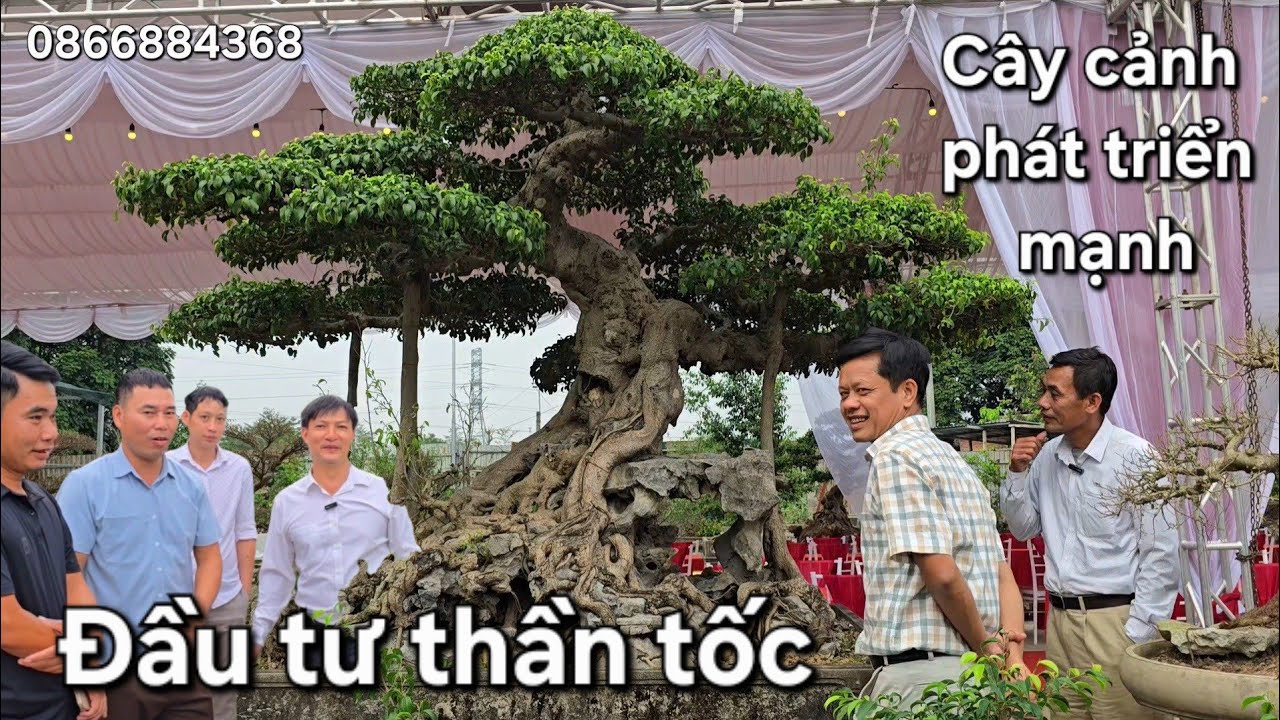 Cây cảnh đang phát triển rất mạnh. Nhà vườn Sơn Nga mở rộng vườn đầu tư thần tốc 