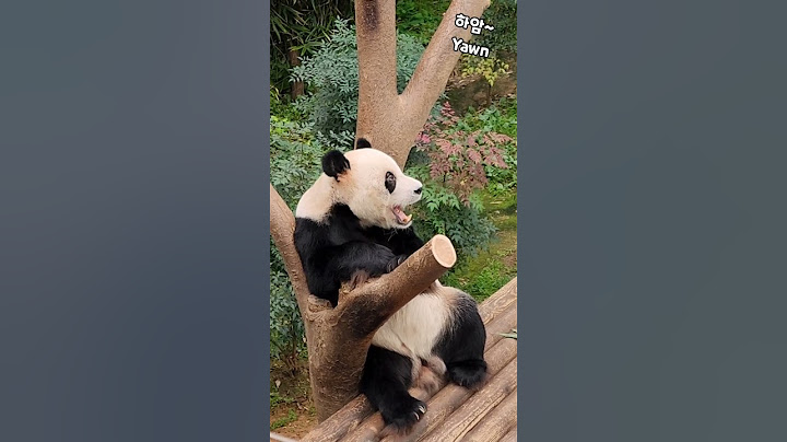 ❤하품하는 아빠 판다 러바오💕 Daddy Panda LeBao yawning❤