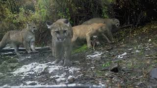 Nature | Willow: Diary of a Mountain Lion - Preview
