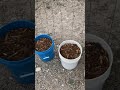Filling my compost bin!