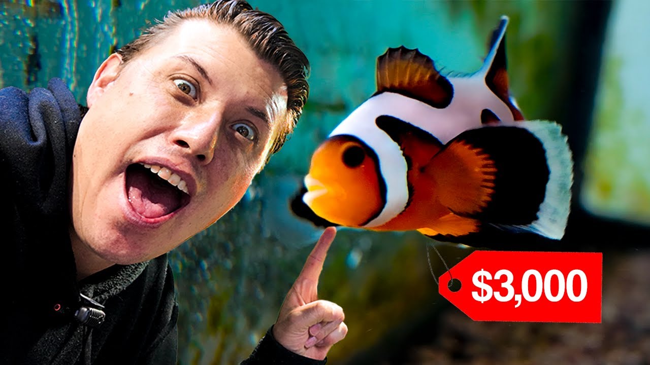 Encontré los PECES payaso más EXOTICOS  de todo México 
