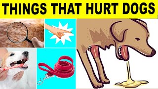 12 Harmful Things You Do to Your Dog Without Realizing It