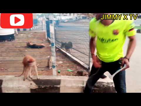 THE FUNNY MONKEY - YouTube
