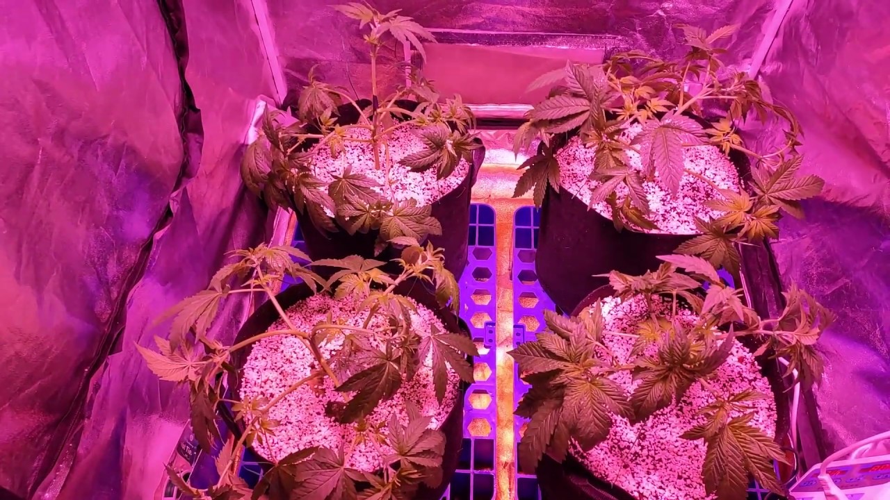 椰土 中文大麻种植15 修剪训练 Sogk第48天ak47第38天anubis花期48天 Youtube 椰土 中文大麻种植15 修剪训练 Sogk第48天ak47第38天anubis花期48天 Youtube