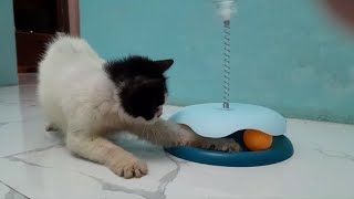 Adorable cat playing with a toy by Cats Feed Journey 241 views 3 weeks ago 1 minute, 24 seconds
