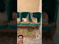 He made the chicken coops from recycled plastic containers. Very unique and interesting. #chicken