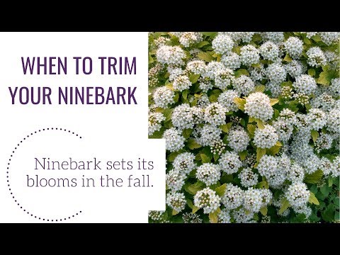 Video: Coppertina Ninebark Informationen - Wie man einen Coppertina Ninebark Strauch anbaut