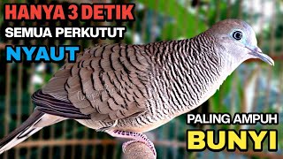 Perkutut Lokal Gacor Suara Besar Pancingan Burung Perkutut Agar Cepat Bunyi.