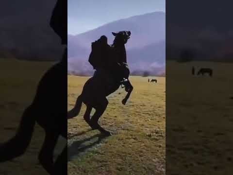 نحن في الحرب اسود لا نهاب 