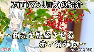 【日刊動画】 万両(マンリョウ)の紹介～商売繁盛させる赤い縁起物～【2020年1月10日】