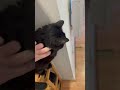 Dusty cat