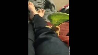 Dragon Tried Eating My Pants