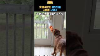 못 들어오던 강아지를 구해준 고양이#고양이#힐링#동물#강아지#개