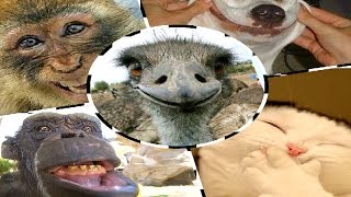 Смешные Добрые Животные)) ШОК! Смешные Добрые Животные)) ШОК!