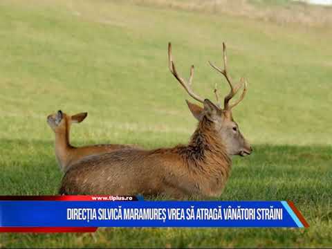 DIRECȚIA SILVICĂ MARAMUREȘ VREA SĂ ATRAGĂ VÂNĂTORI STRĂINI