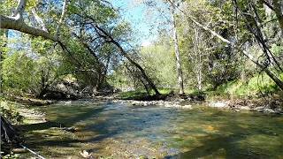 Nature Scenes From Alamitos Creek 7